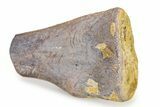 Cretaceous Fossil Turtle Flipper Bone - Texas #316362-1